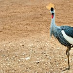 Faire le pied de grue. עגור הכתר בתנוחת חדרגל